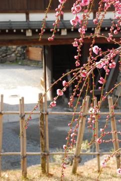 郡山城追手門の梅